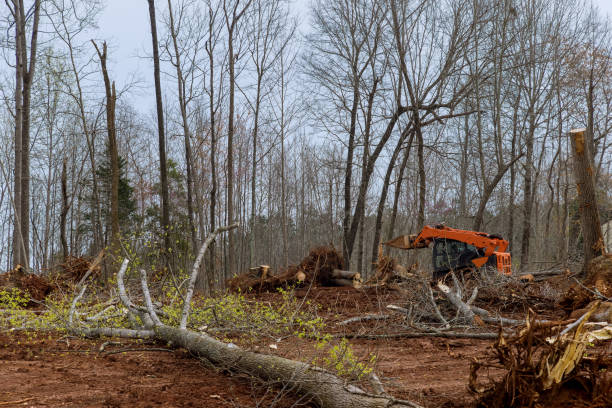 Best Arborist Consultation Services  in Shattuck, OK