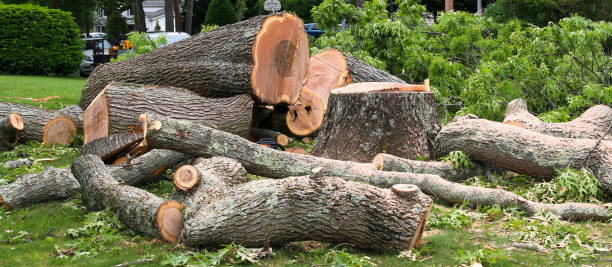 Trusted Shattuck, OK Tree Care Experts