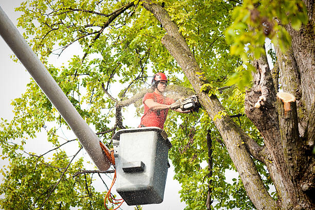 Best Tree Risk Assessment  in Shattuck, OK