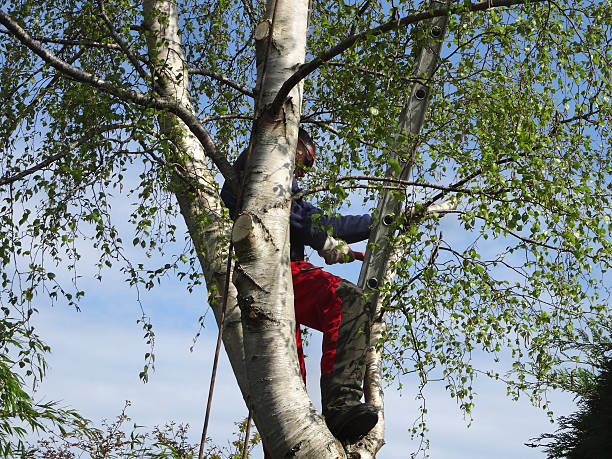 How Our Tree Care Process Works  in  Shattuck, OK